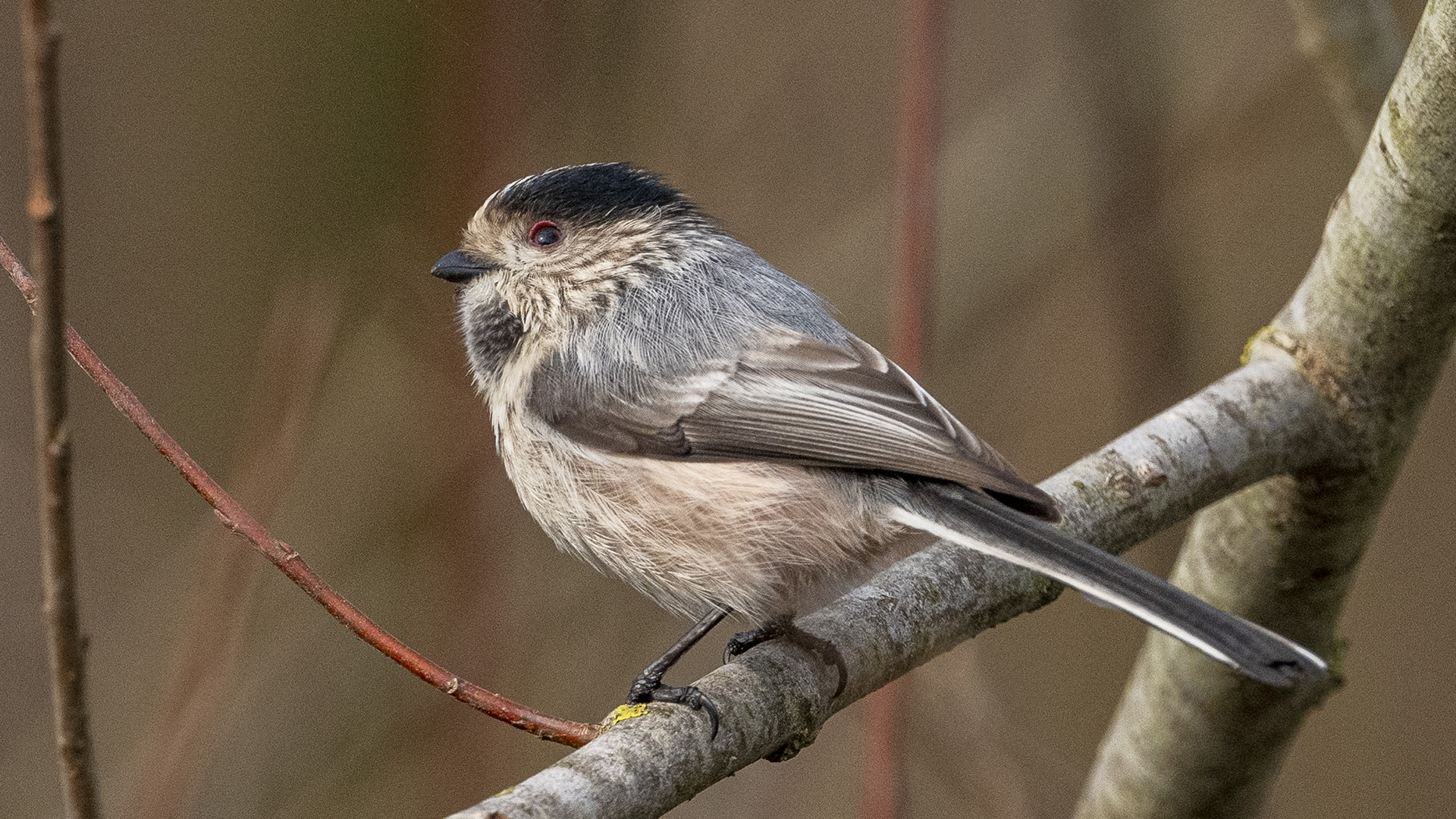 Long-tailed Tit